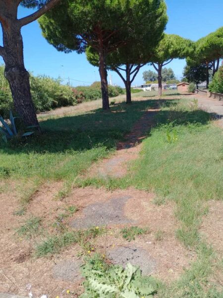 erba alta classico guglielmotti (3)