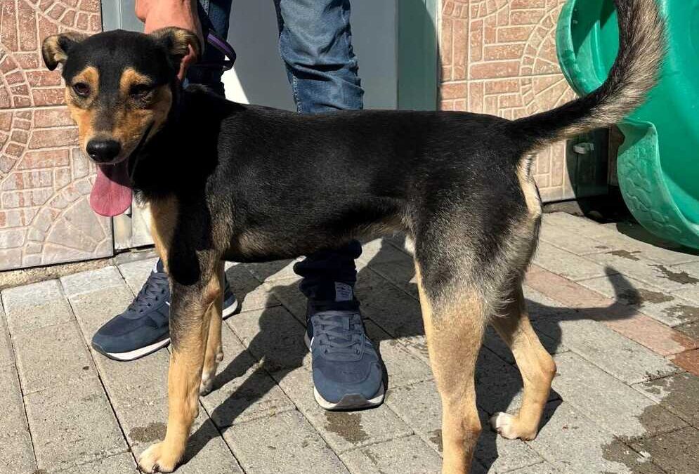 Appello: adozioni urgenti per due cani e una micia