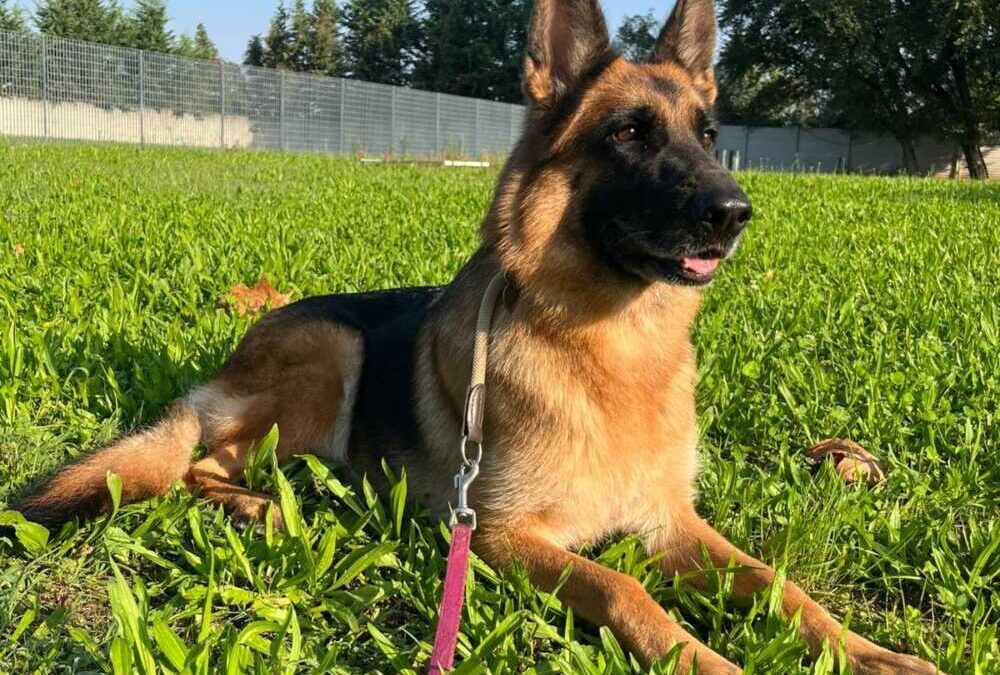 India è bella e dolce e si merita una famiglia che la ami