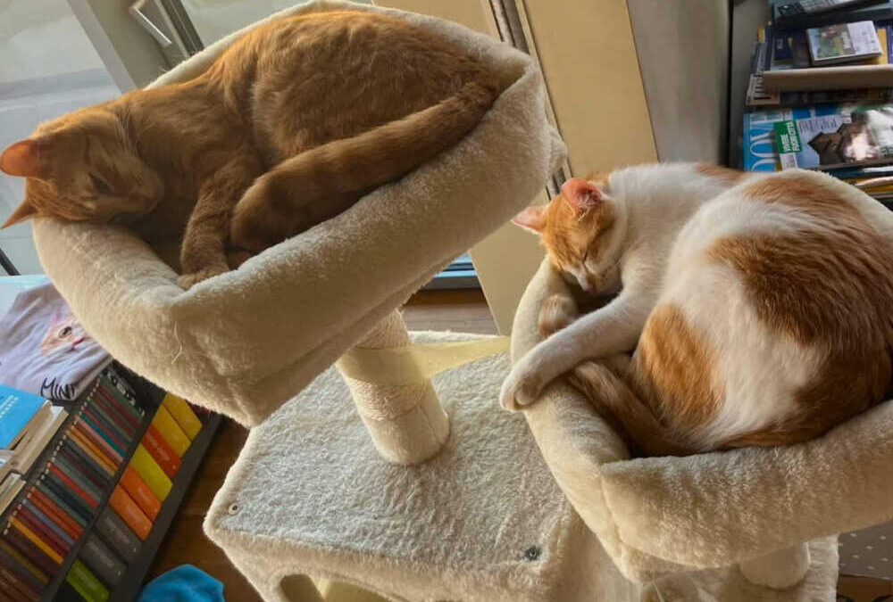 Petra e Miniato, coppia di mici stupendi da adottare al più presto