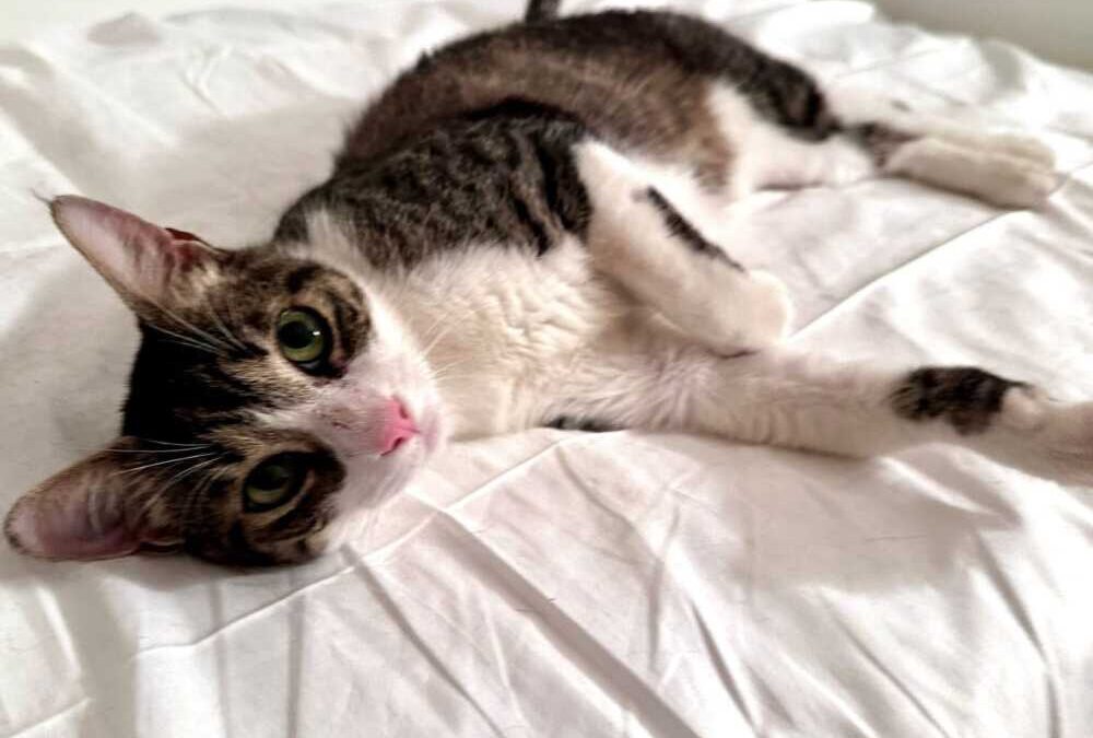 Un adorabile micio cerca casa