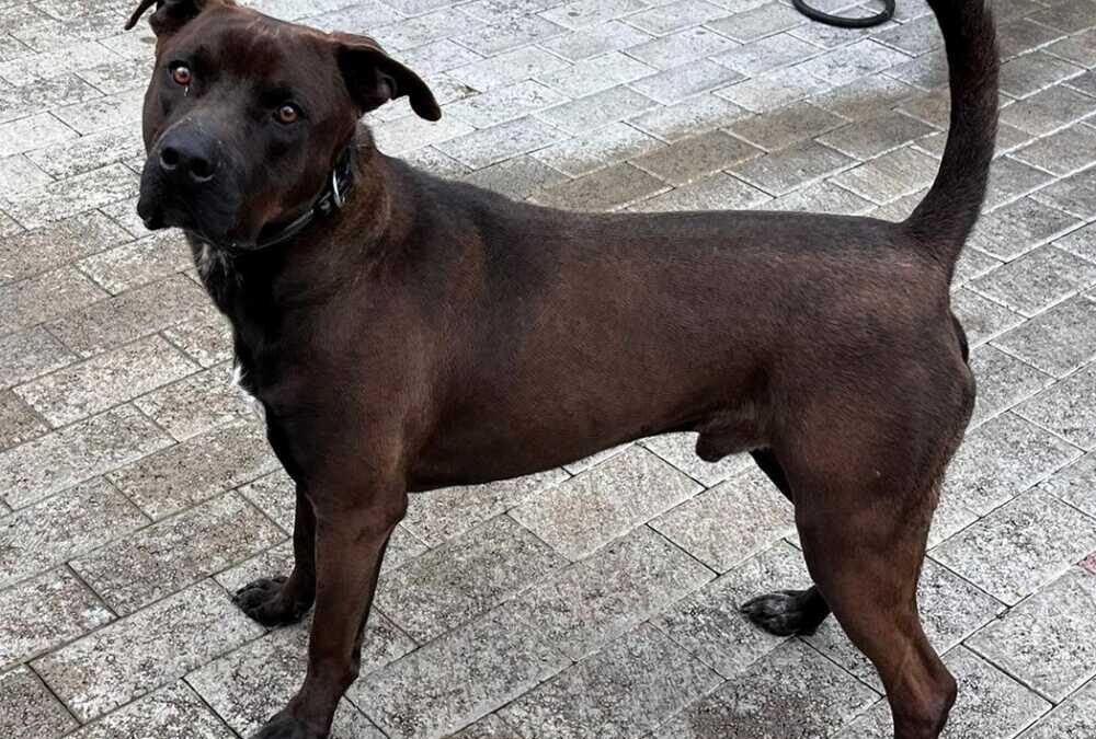 Nigel, un bel pitbull in attesa di chi lo ami
