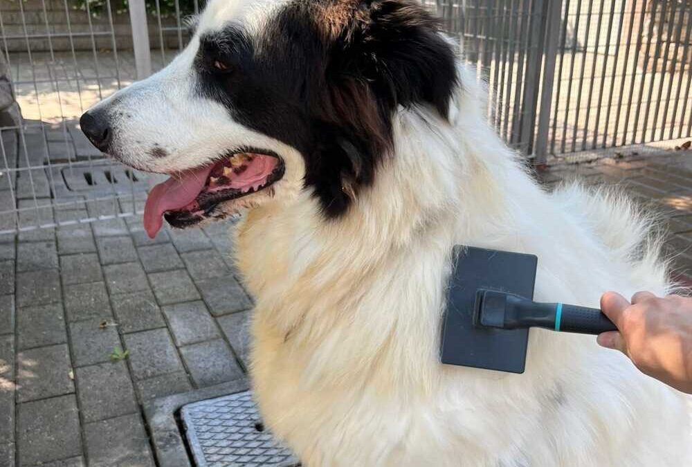 Simba, stupendo maremmano pronto a fare la guardia