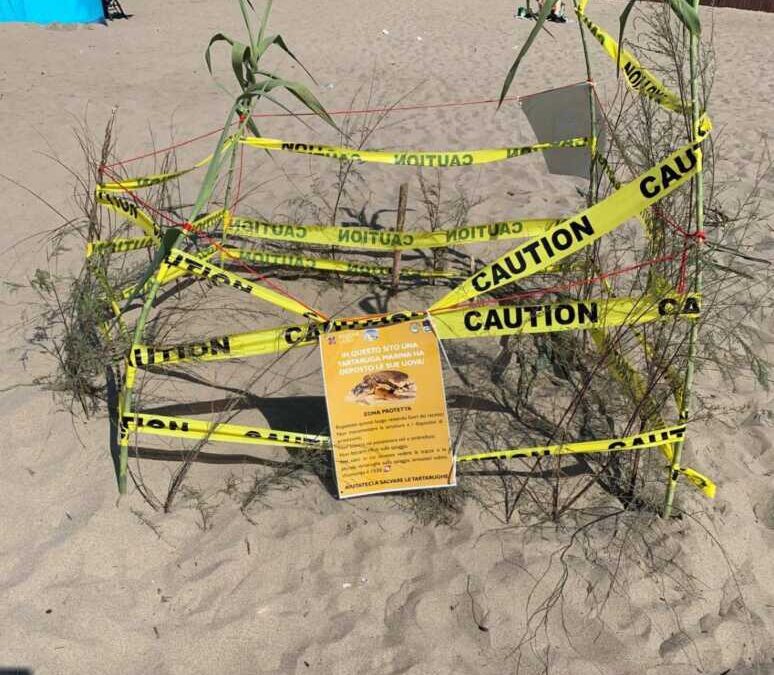 Uova della tartaruga deposte a Passoscuro, ordinanza del sindaco per proteggerle