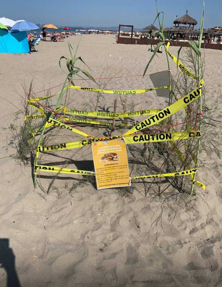 tartaruga caretta passoscuro uova recinto protetto tartaruga caretta passoscuro uova recinto protetto