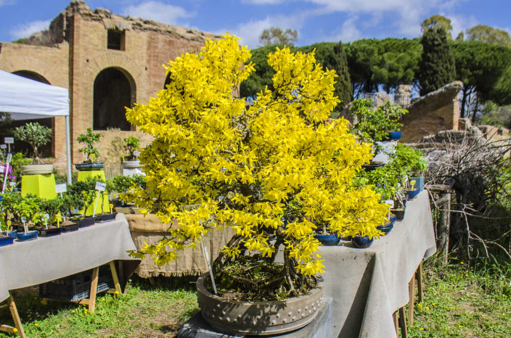 termeinfiore termeinfiore civitavecchia