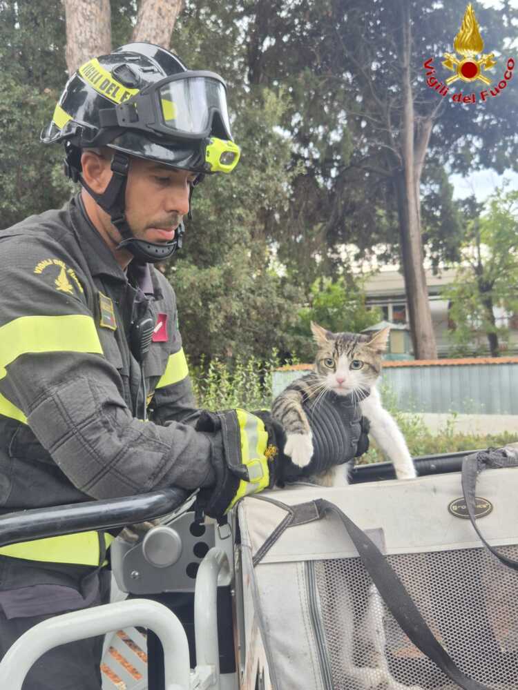 vvf vigili fuoco pompieri albero autoscala micio gatto civitavecchia vvf vigili fuoco pompieri albero autoscala micio gatto civitavecchia