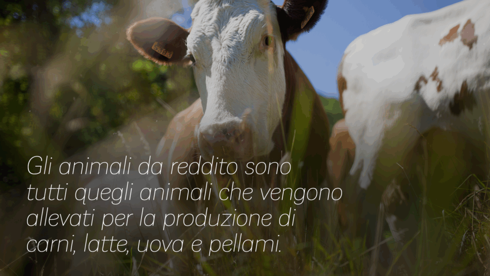 Corso di formazione della Asl Roma 4 per operatori di allevamenti professionali di animali da reddito a Cerveteri