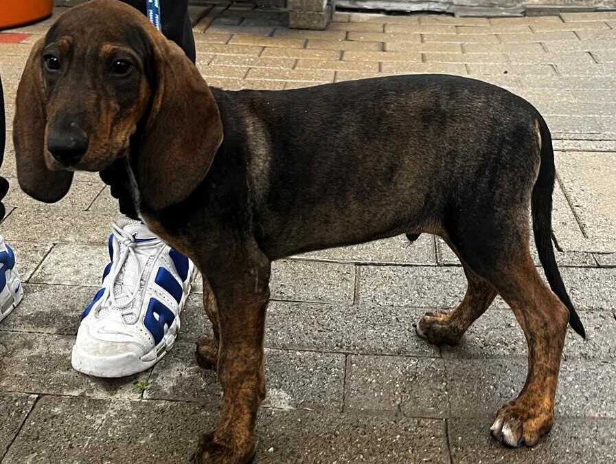 Tre cuccioli Ardin, Steven e Thessa e poi Simba aspettano famiglie che li amino