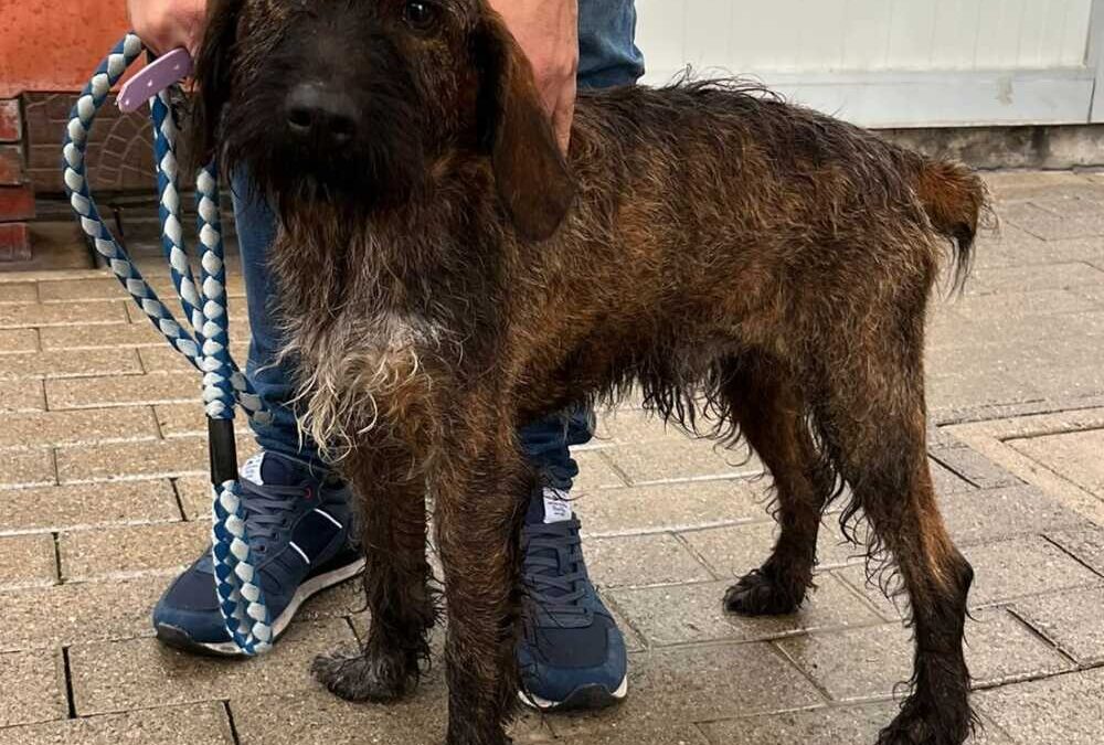 Biscotto e Kenya, entrambi aspettano famiglie che li amino