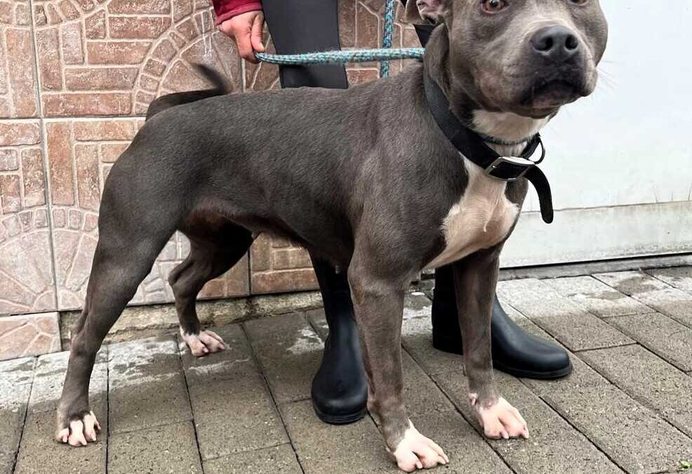 Daisy e Nika due dolci cagnette che aspettano chi le adotti, anche a distanza
