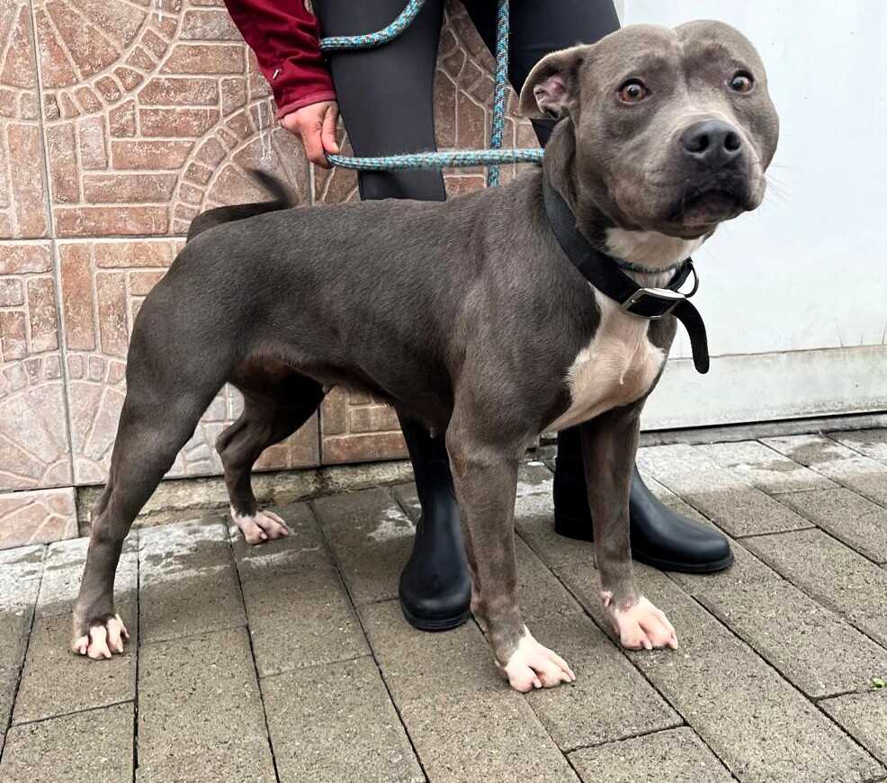 DAISY Pitbull Bellinzago