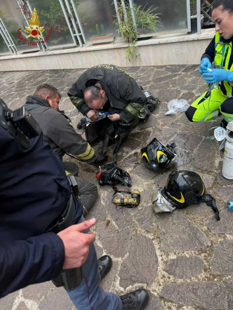 Fiamme in un appartamento di Torrevecchia vvf vigili fuoco pompieri cane salvataggio Fiamme in un appartamento di Torrevecchia vvf vigili fuoco pompieri cane salvataggio