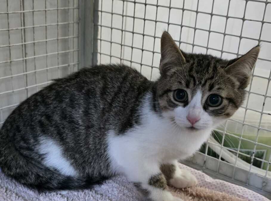 Cinque splendidi gattini pronti ad essere adottati