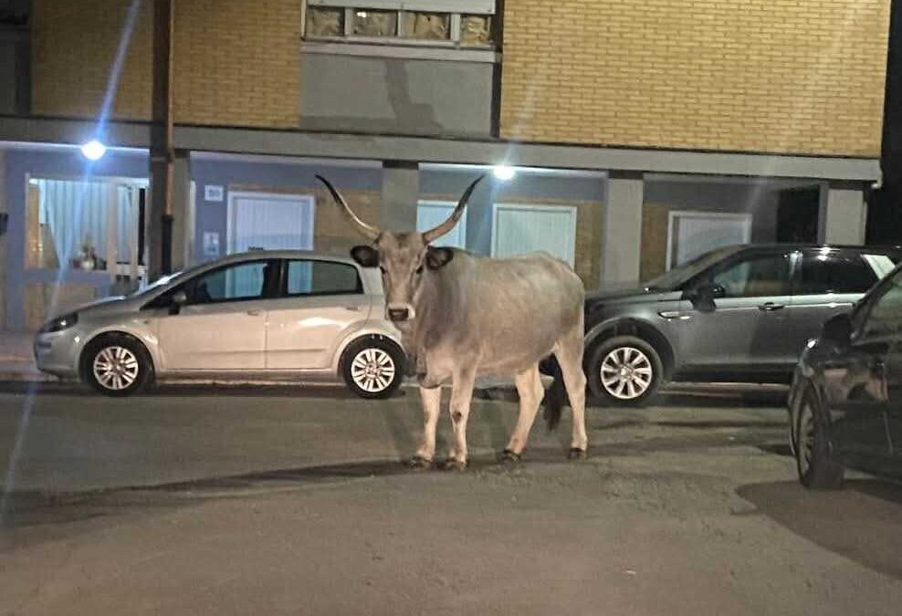 Ecco Camilla, vacca a spasso per Campo dell’Oro a Civitavecchia