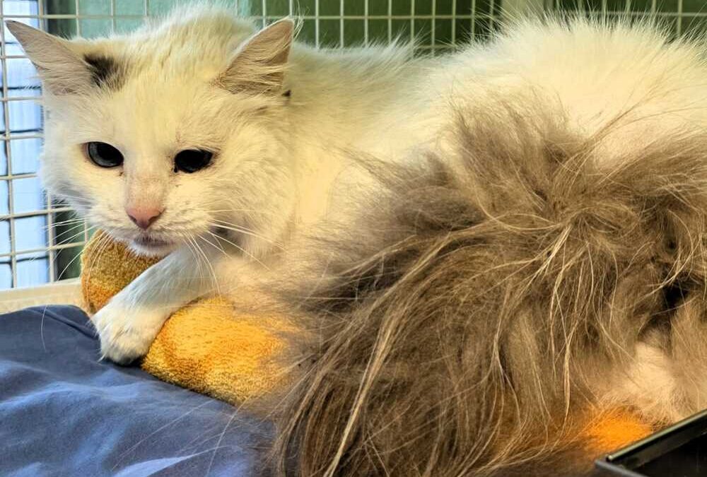 Leila bellissima micia cerca casa