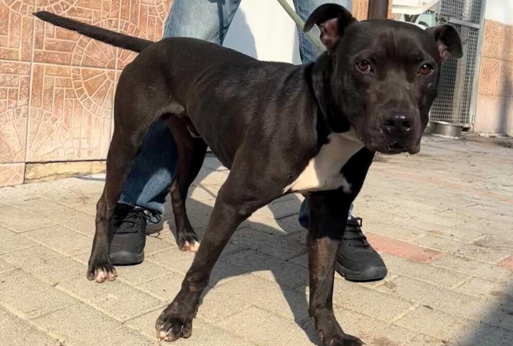 Max e Chip, due storie diverse ma identico bisogno di amore