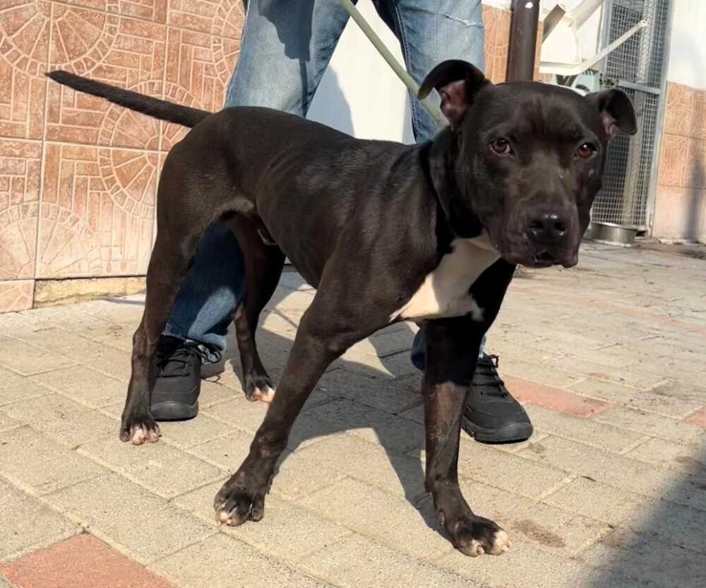 Max pitbull san giuliano m.se