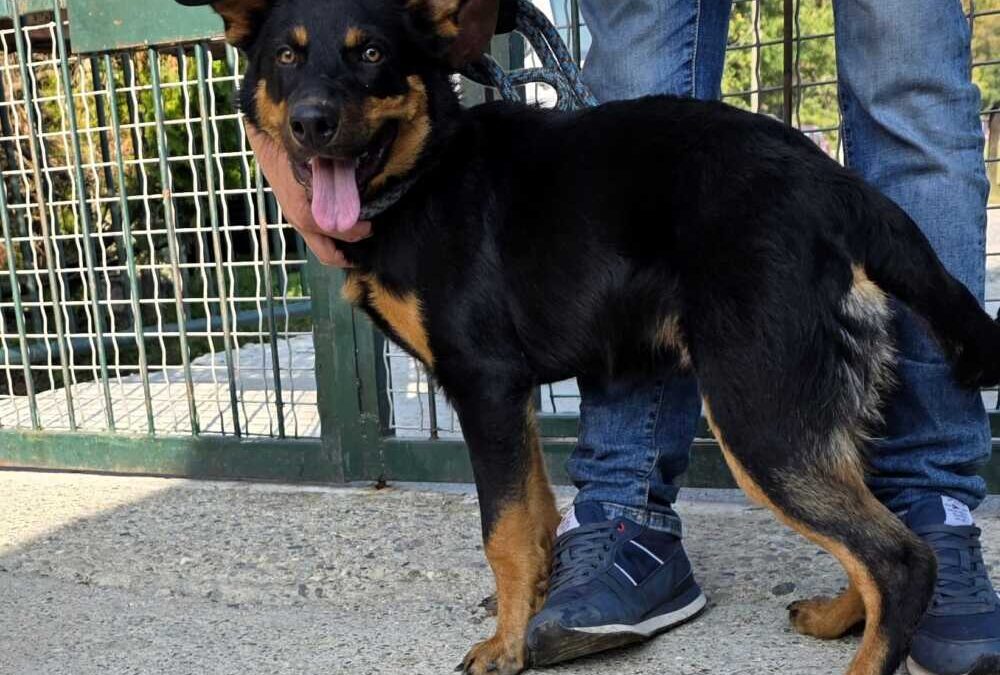Squalo non si merita questo nome: è un cucciolo dolce e affettuoso