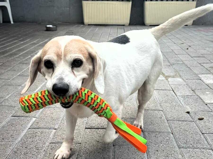 Baloo, un mini beagle da adottare subito