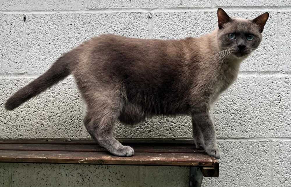 Blu, bellissimo micio aspetta una famiglia che lo porti a casa