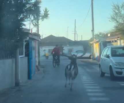 Insegue un daino per le strade di Passoscuro fra insulti e imprecazioni, la LNDC Animal Protection: “Atto irrispettoso e pericoloso”