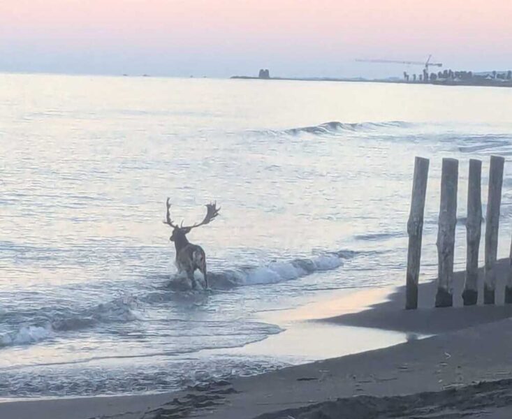 daino renna ladispoli 1