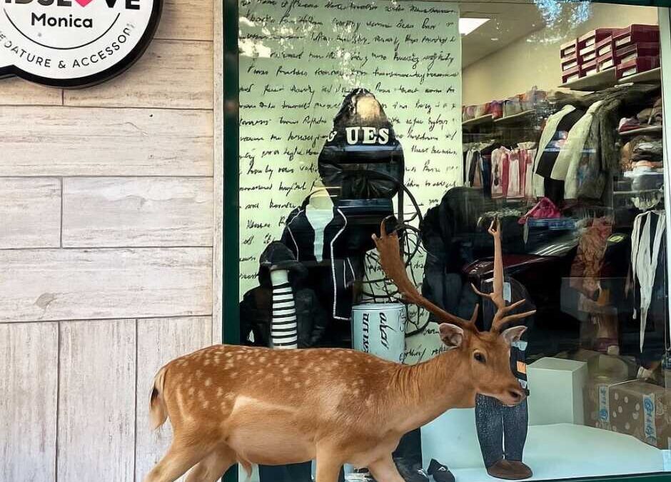 Un daino a passeggio per Ladispoli