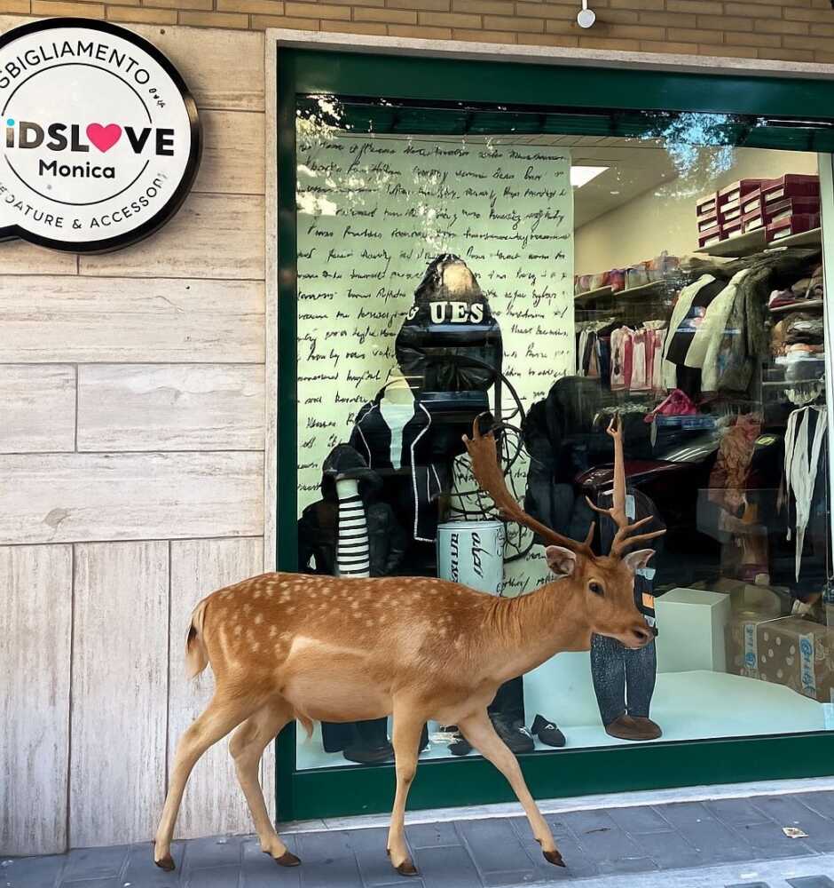 daino renna ladispoli negozio 1