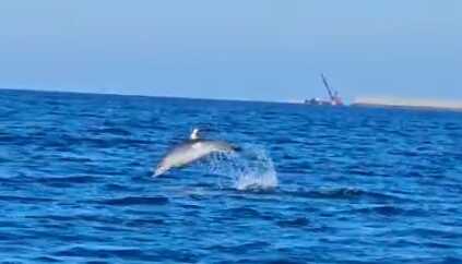 delfini civitavecchia