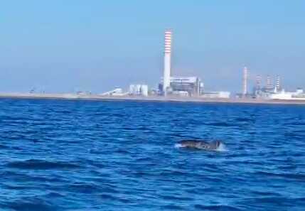 Coppia di delfini avvistata presso la Lega Navale di Civitavecchia
