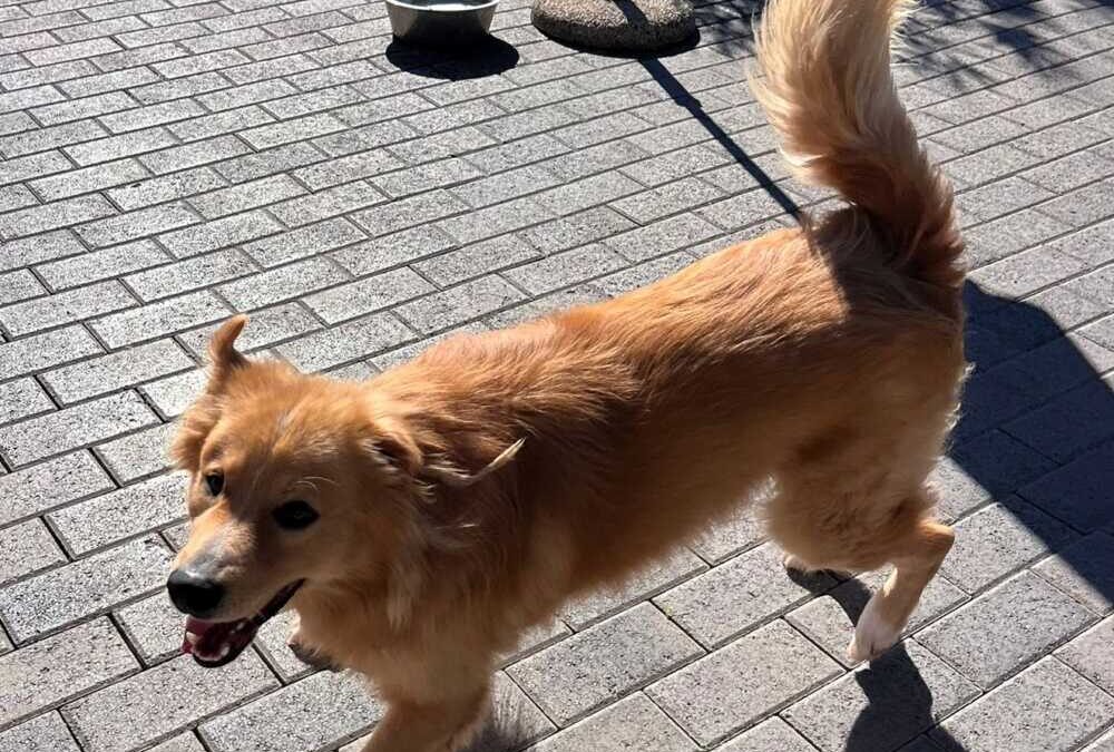 Dior, Otto e Fox: aspettano e si meritano nuovi padroni che li portino via dal canile