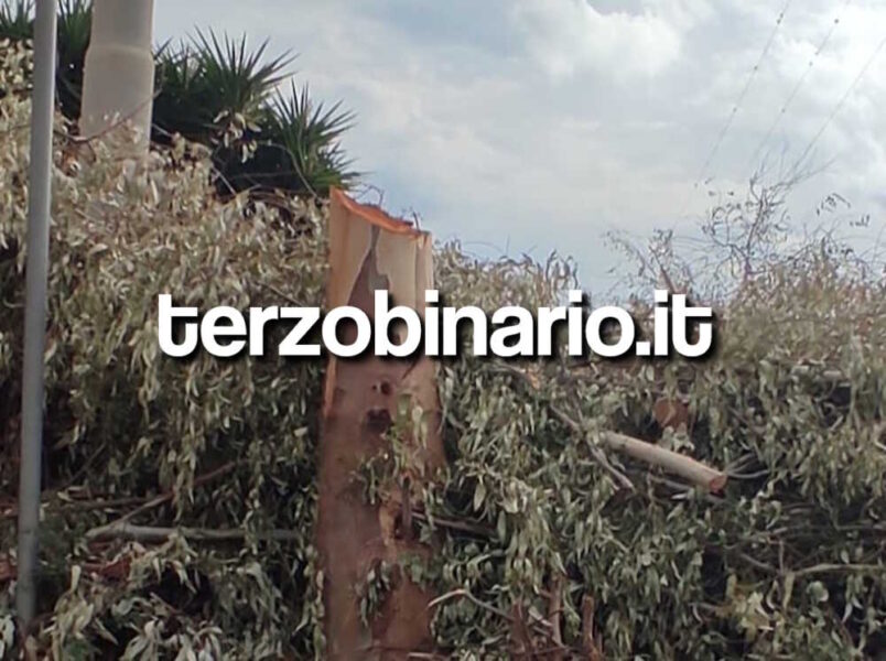 eucalipti alberi abbattuti boccelle 3