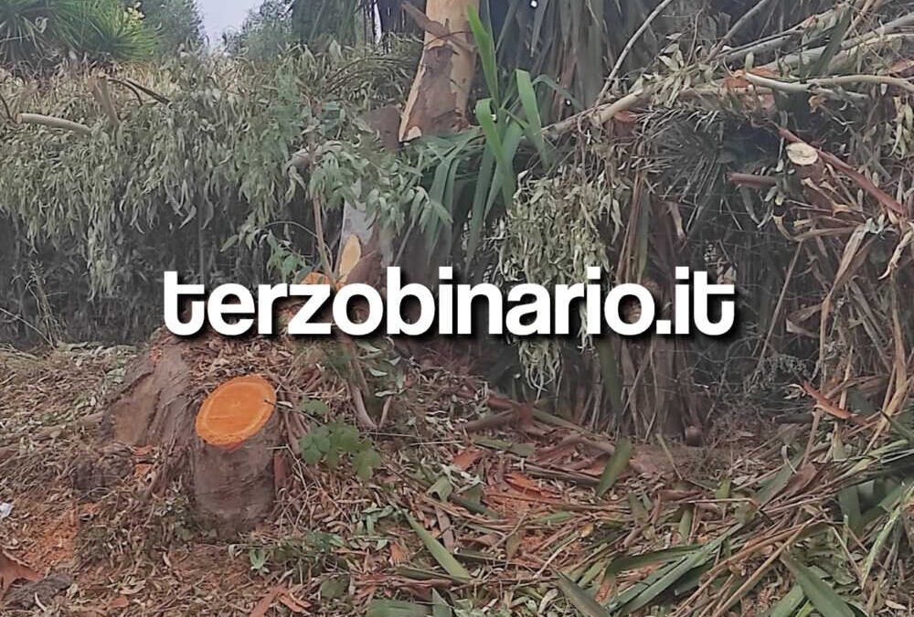 Abbattuti gli eucalipti a Boccelle ma (sembra) senza il permesso del Pincio