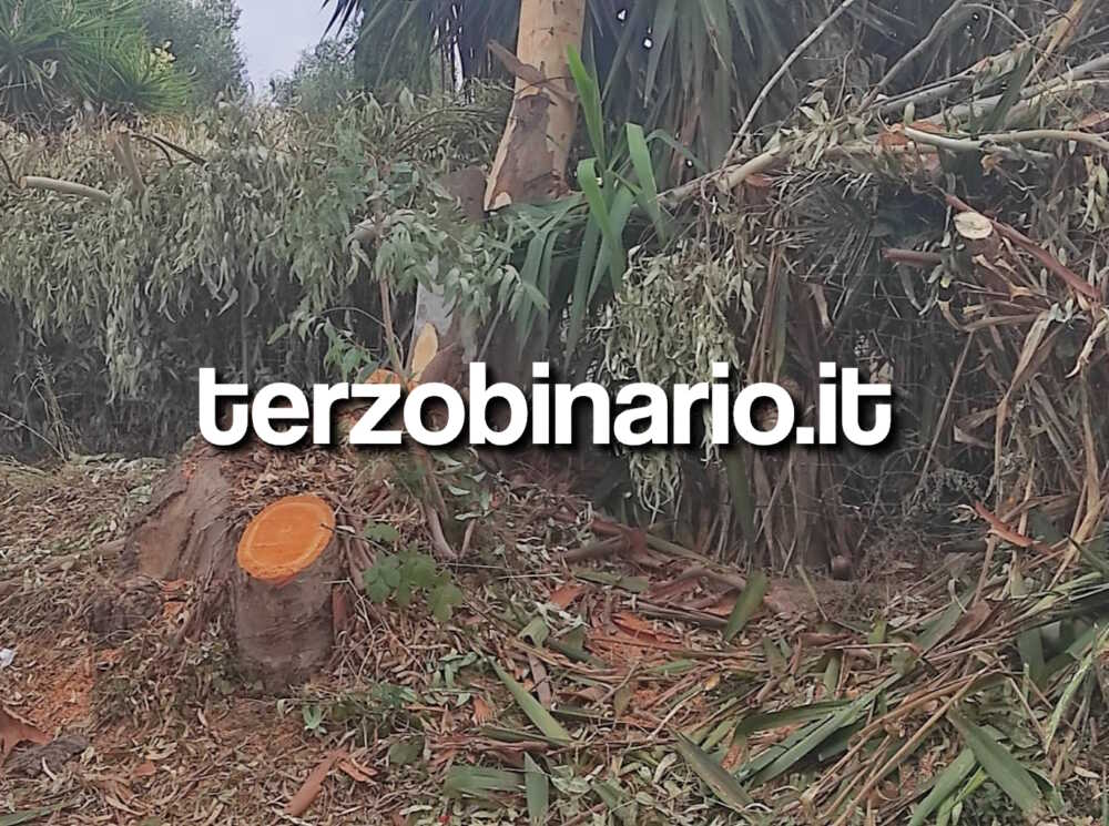 eucalipti alberi abbattuti boccelle 3 eucalipti alberi abbattuti boccelle 3