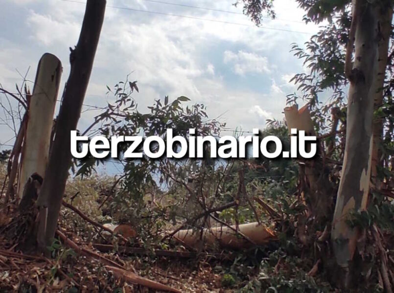 eucalipti alberi abbattuti boccelle 3