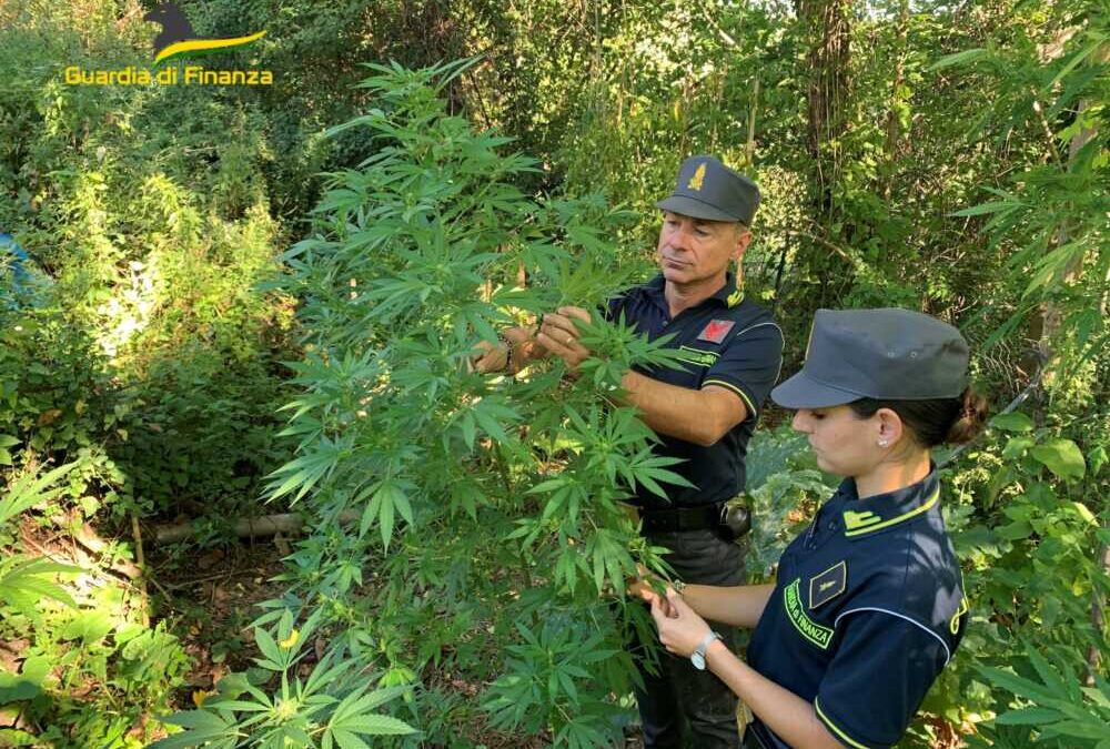 Coltiva marijuana nel giardino, denunciato un 60enne a Fiumicino