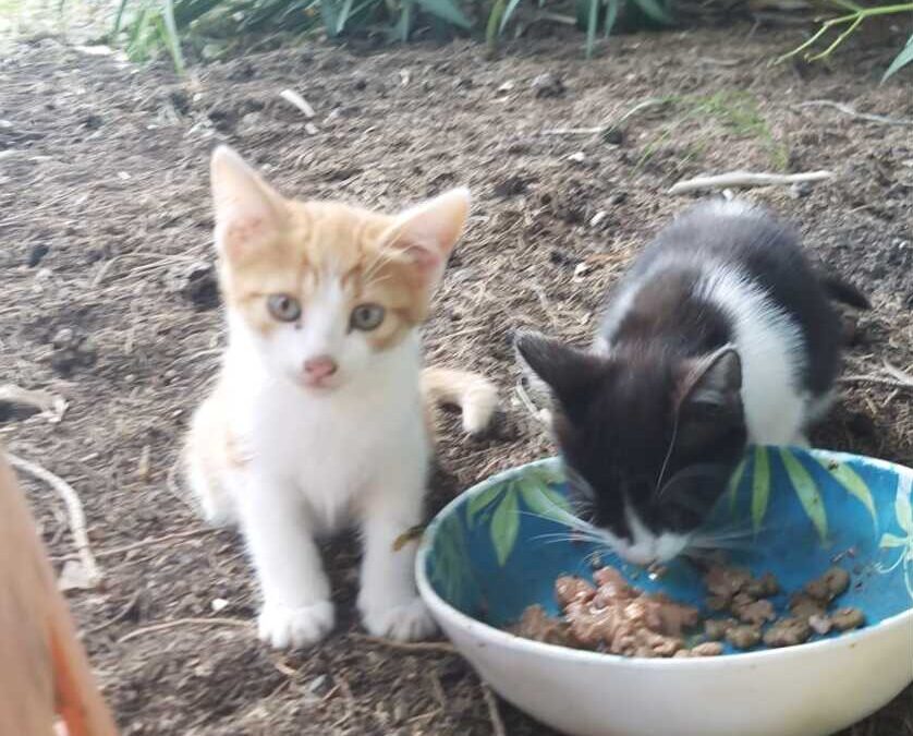 Gatti di Civitavecchia, Emergenze Pelose: “Questa la situazione”