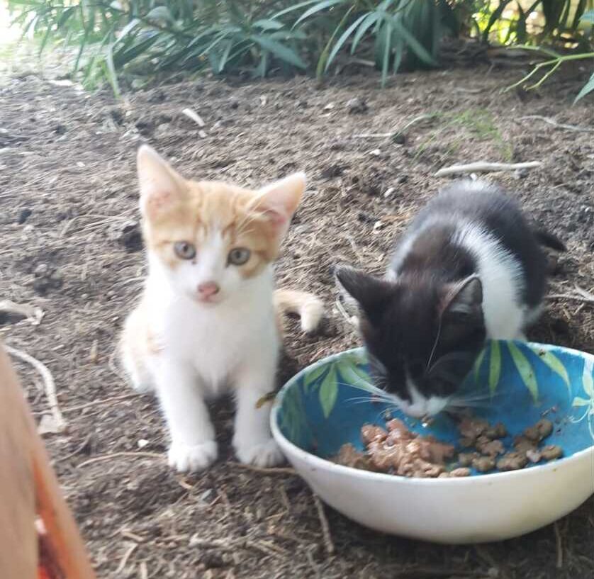 gatti mici civitavecchia emergenze pelose gatti mici civitavecchia emergenze pelose