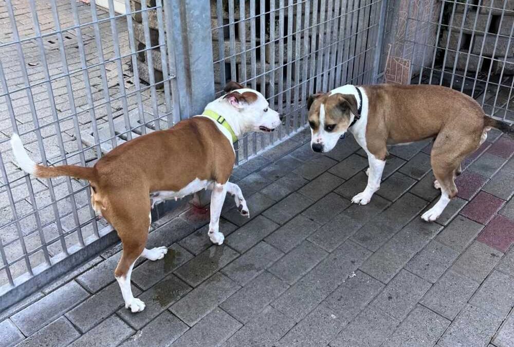 Per Gold e Maya serve un’adozione di coppia