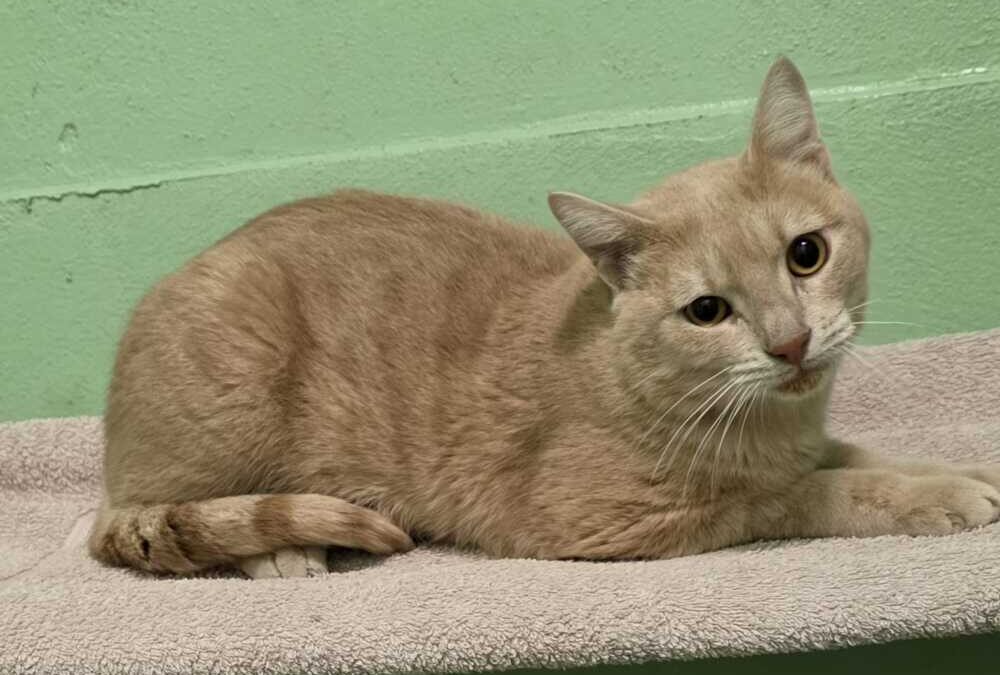 A Milano e in Sicilia: micio Lino e i cuccioli Luna, Elvira e Sam si meritano tutti di essere adottati