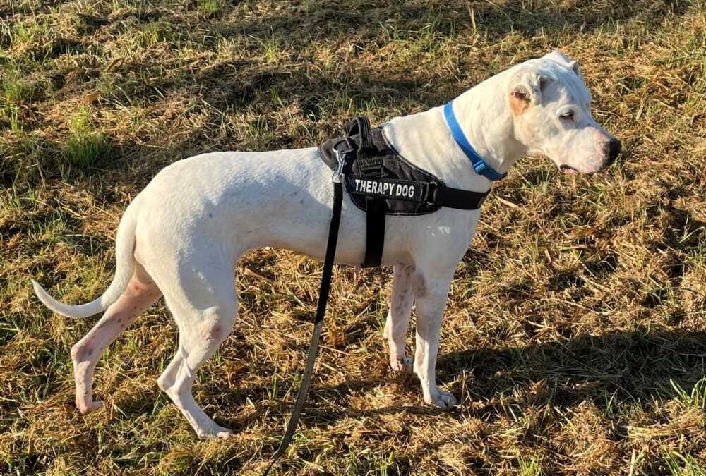 Adozione del cuore per Lola, bellissima Dogo