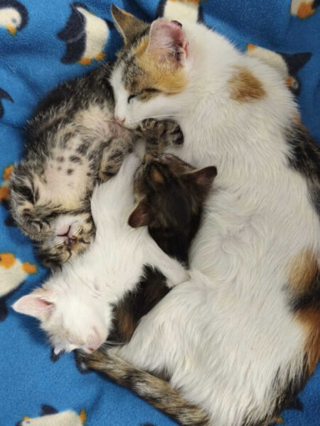 micetti gattini