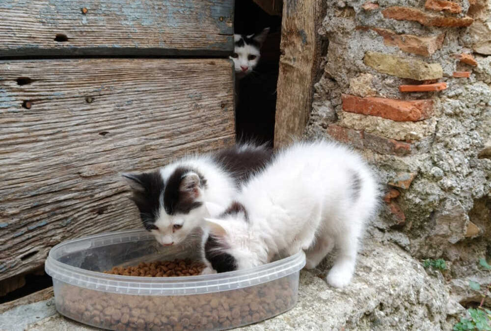 Decine di micetti da salvare a Cervara:  ci sta pensando Alfa, ma ha bisogno di aiuto