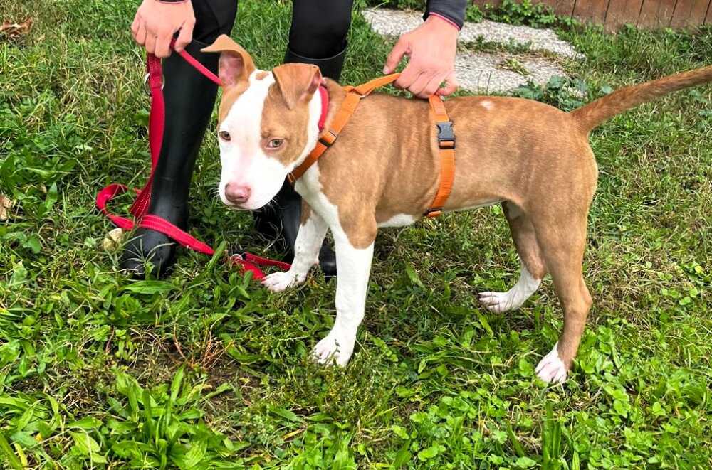 Nala e Tappo, diversi e lontani ma uguali nel bisogno di essere amati.