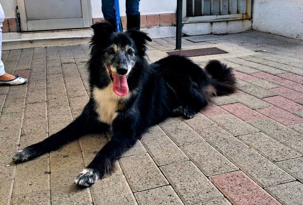 Ringo e Mod, un cane e un gatto che aspettano chi li adotti