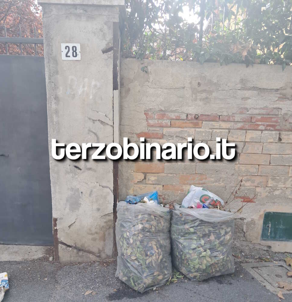 sacchi potature ladispoli via venezia 11 sacchi potature ladispoli via venezia 11