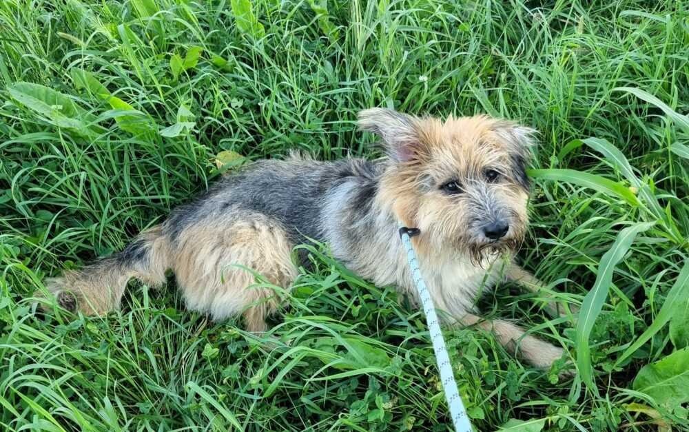 Spank va salvato dal canile, è pronto a divertirsi con un padrone dinamico