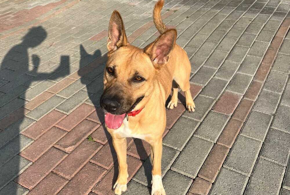 Stella e Maia, due tesori che aspettano dui essere adottate al più presto