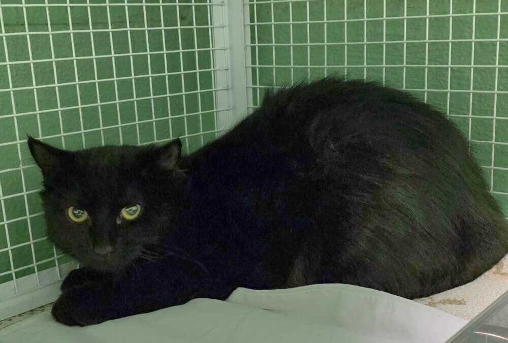 Vilma e Vasco due fratellini, bellissimi micetti neri